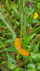 Tegosa anieta luka