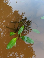 Potamogeton epihydrus