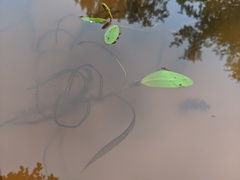 Potamogeton epihydrus