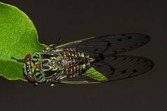 Uhleroides hispaniolae