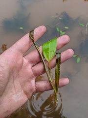 Potamogeton epihydrus