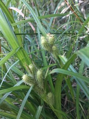 Carex frankii