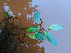 Potamogeton epihydrus