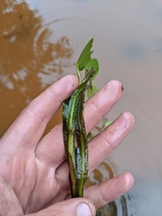 Potamogeton epihydrus