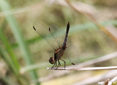 Erythrodiplax basifusca