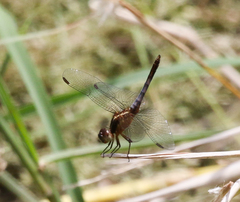 Erythrodiplax basifusca