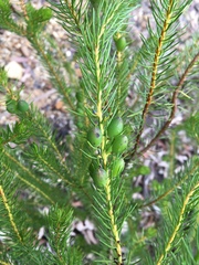 Persoonia acerosa