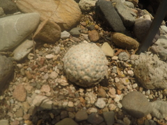 Mammillaria herrerae