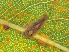 Caladonus coquilletti