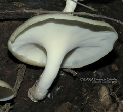 Bresadolia craterella