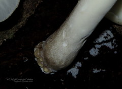 Bresadolia craterella