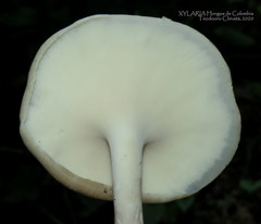 Bresadolia craterella