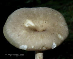 Bresadolia craterella