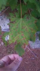 Acericecis ocellaris