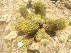 Coryphantha erecta