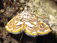 Paracymoriza prodigalis