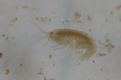 Gammarus lacustris
