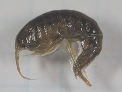 Gammarus lacustris