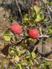 Prunus subcordata