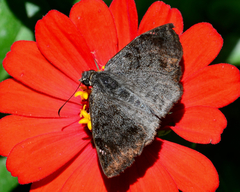 Antigonus erosus