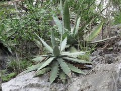 Agave xylonacantha