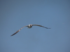 Leucophaeus atricilla megalopterus