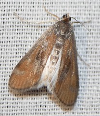 Parapoynx maculalis
