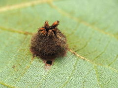 Phylloxera caryaeavellana