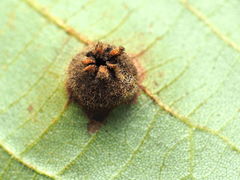 Phylloxera caryaeavellana