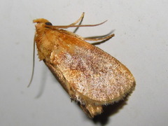 Microleon longipalpis