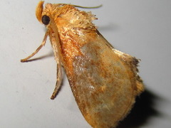 Microleon longipalpis