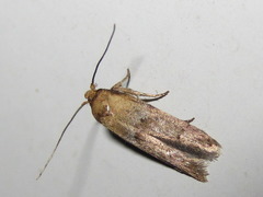 Neoblastobasis longicornutella