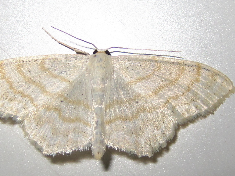 Scopula superior