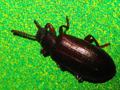 Luprops orientalis