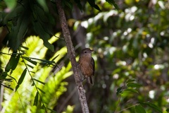 Colluricincla boweri
