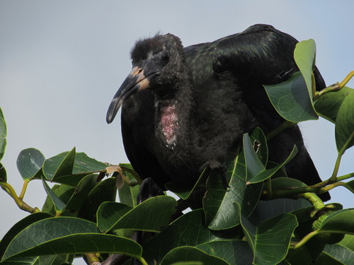 Sort Ibis — foto 4
