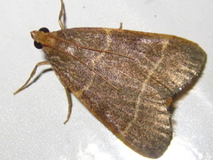 Hypsopygia glaucinalis