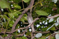 Bolemoreus frenatus