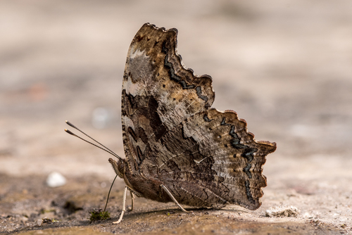 Compton Tortoiseshell