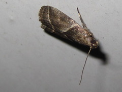 Nyctegretis triangulella