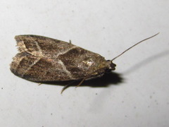 Nyctegretis triangulella