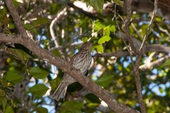 Scenopoeetes dentirostris