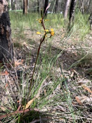 Diuris maculata
