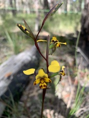 Diuris maculata