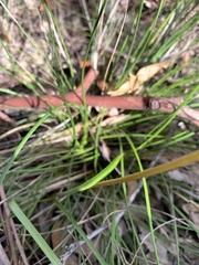 Diuris maculata