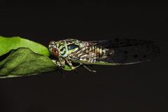 Uhleroides hispaniolae