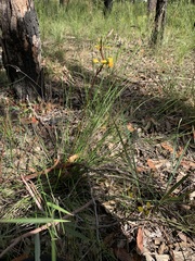 Diuris maculata