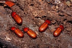 Mastachilus australasicus