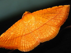 Striglina cancellata