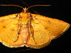 Striglina cancellata